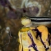 blenny_striped_res_kb_h_0488_png1170.jpg